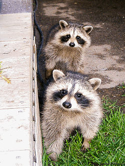 Raccoon on deck sm