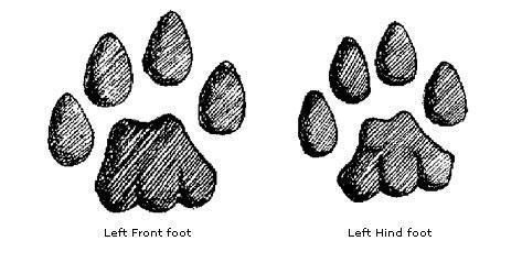 Cat Tracks