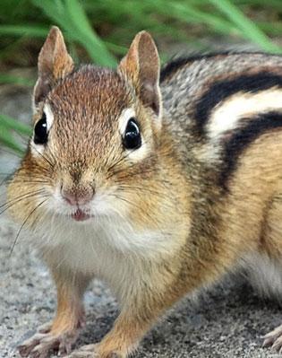 chipmunk