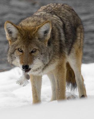 coyote control removal toronto