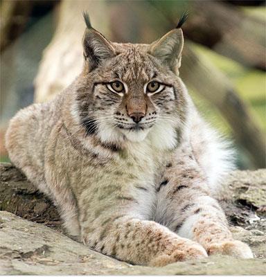 lynx