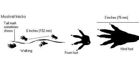 Muskrat Tracks