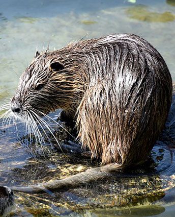 pest animal beaver