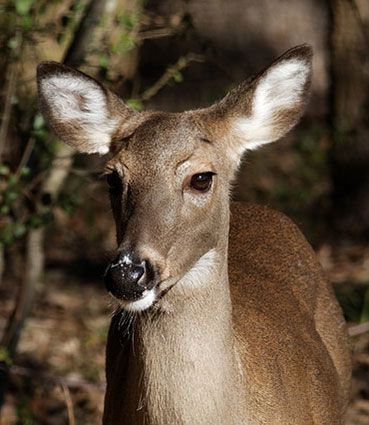 pest animal deer