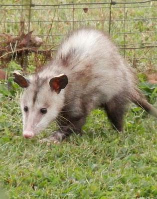 possum