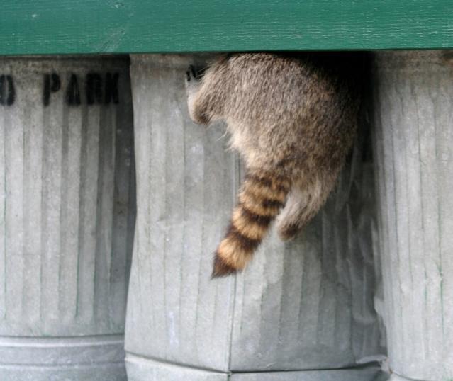 raccoon in garbage