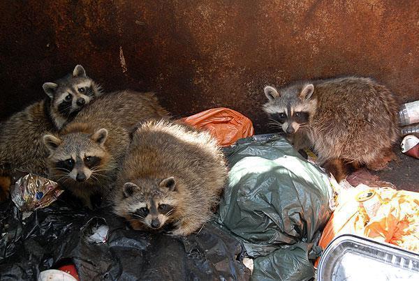 raccoon commercial garbage