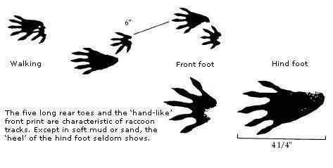 raccoon track