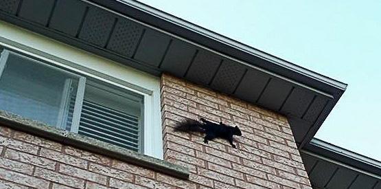 spider squirrel