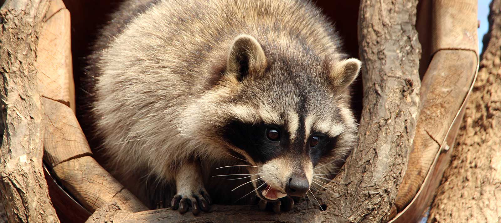 Why you should avoid Raccoons