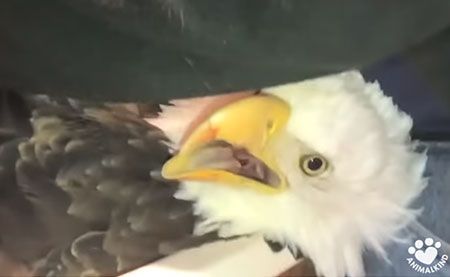 BALD EAGLE FOUND STRUGGLING ON LAKE MICHIGAN REHABILITATED