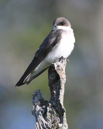 bank swallow