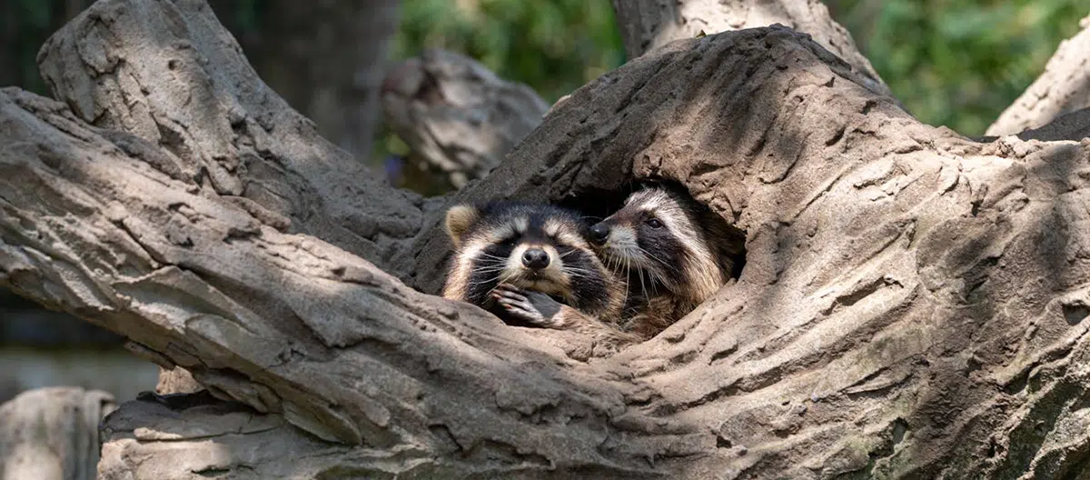2 raccoons in hollow tree 