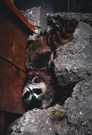 best time for raccoon removal