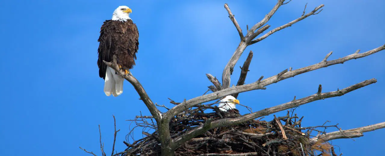 Can you keep or buy eagle feathers? 2 nesting eagles