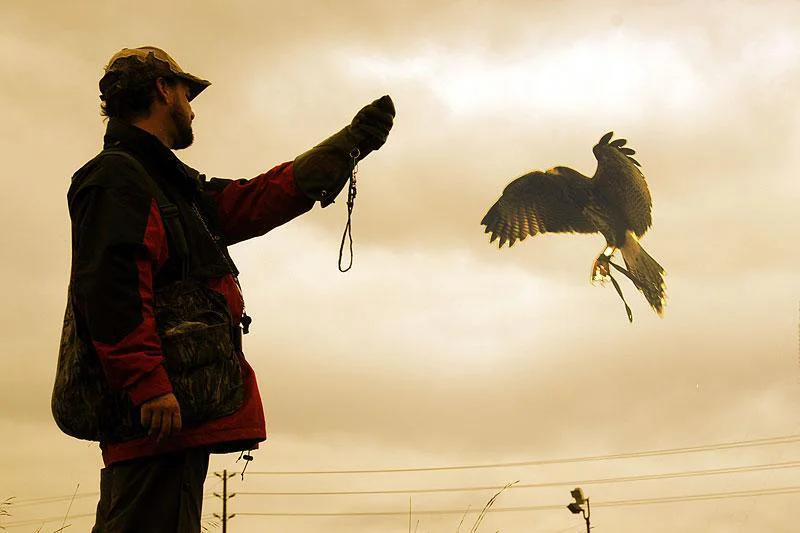 Hawkeye falconer