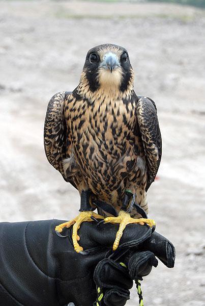 Peregine Falcon