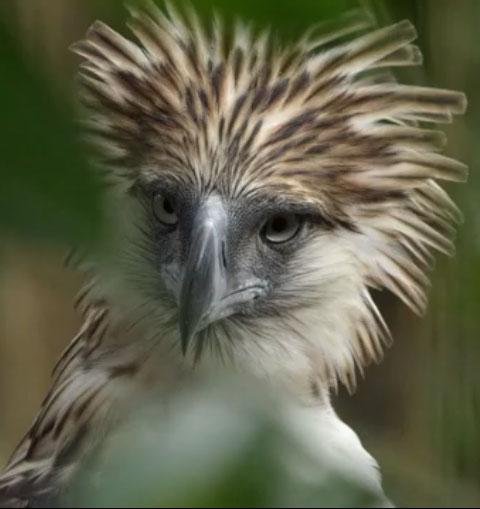 Philippine Eagle