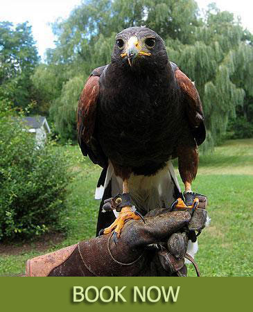 book toronto falconry experience