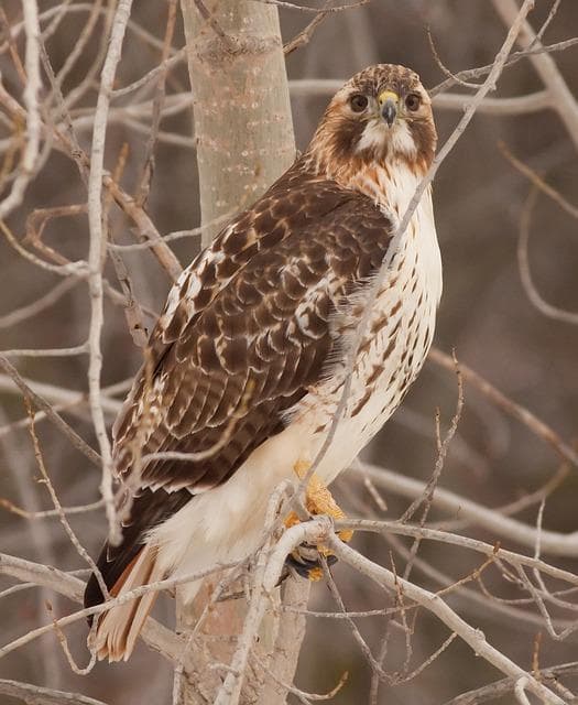 Red tailed Hawk 