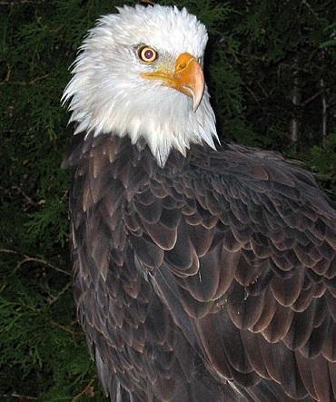 Bald Eagle