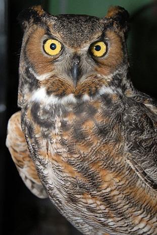 Great Horned Owl 