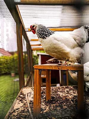 Image of chicken in front of chicken coop