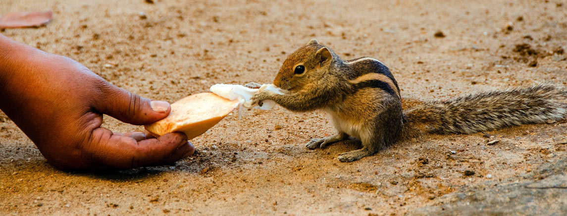 Toronto ban on feeding wildlife