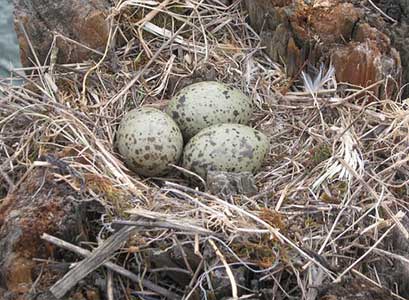 image of eggs in seagull nest
