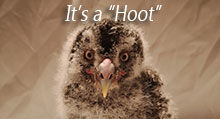 Great Grey Owl Growing Up