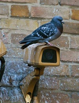 alternative pigeon control