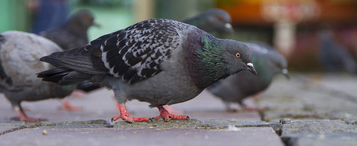 Image of several pigeons on the ground