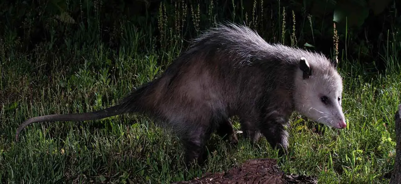 Adult opossum in wooded area at night