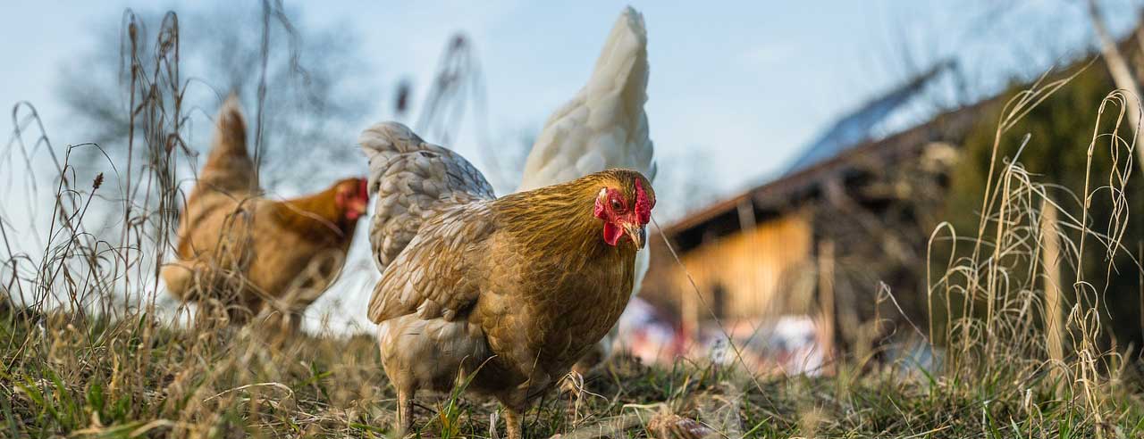 image of barnyard chickens