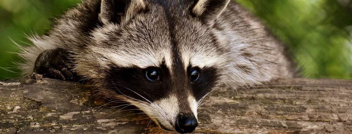Predator Control Racoons Preventive Raccoon Control: How Hawkeye Can Help Protect Your Property