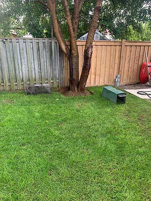 Image of trap set to catch raccoon in residential backyard