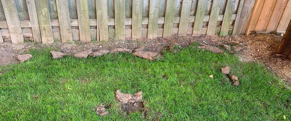 image of lawn ripped up by raccoons