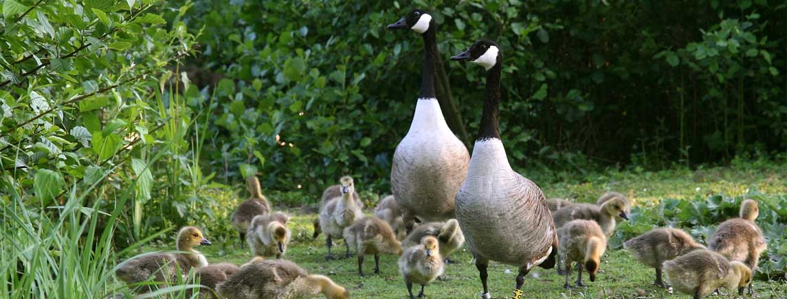 pair of  Canada geese with goslings on grassy area