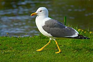 How do I scare gulls away from my property?