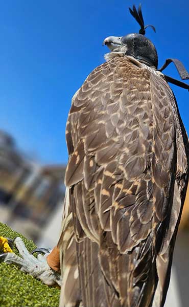 Falcon pictured with hood