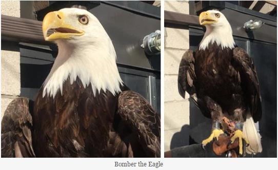 bomber eagle