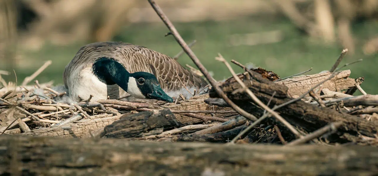 Canada goose on nest