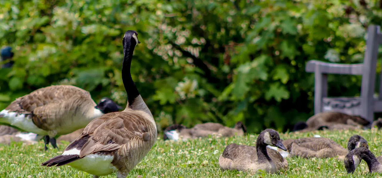 How to keep Canada geese away from cottages canada geese at cottage