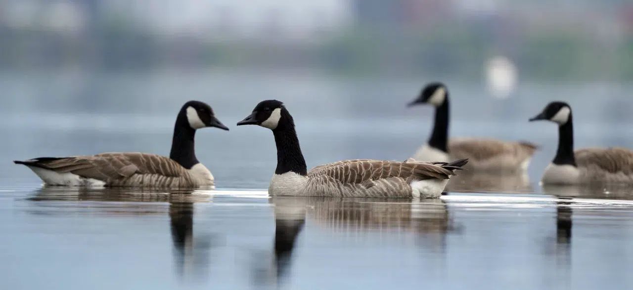Canada geese on water