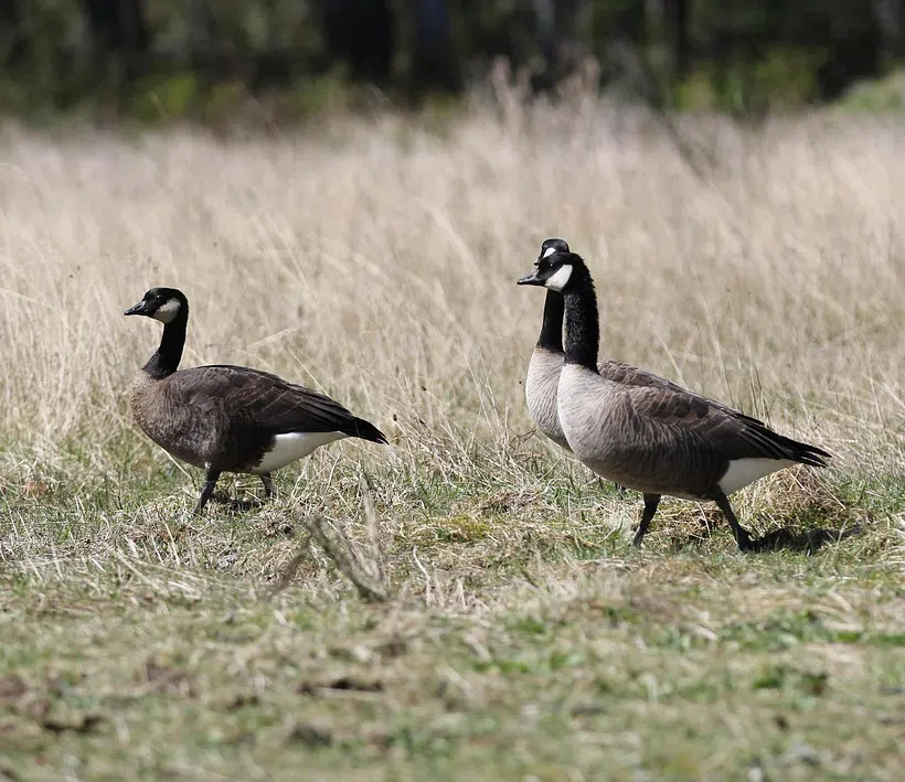 Canada geese on grass