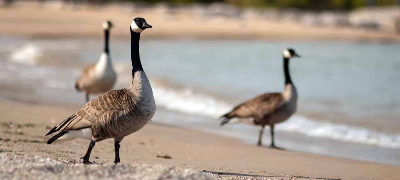 get rid of Canada geese on GTA beaches canada geese on gta beaches
