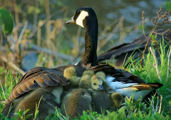 canada goose with goslings