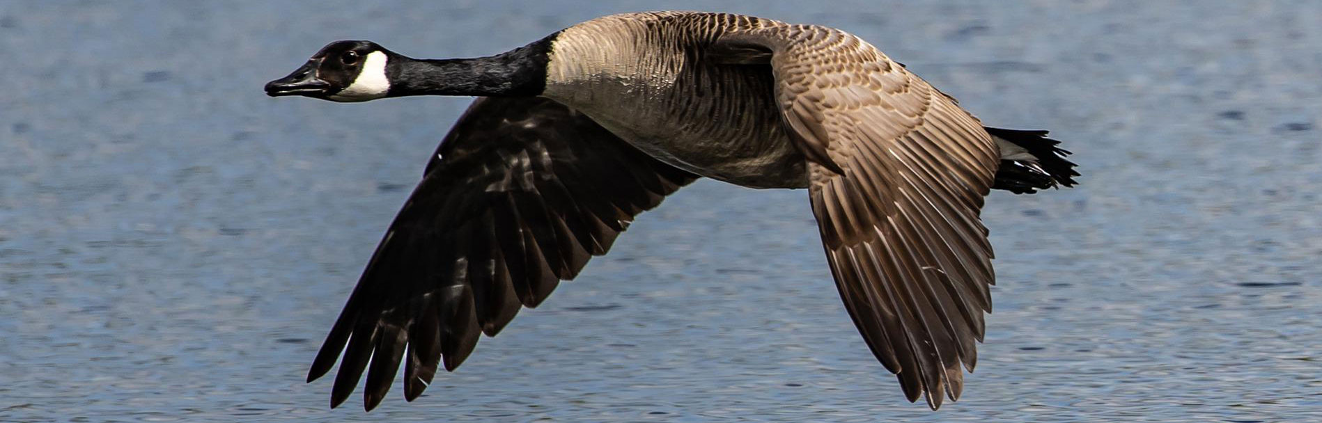 canada goose