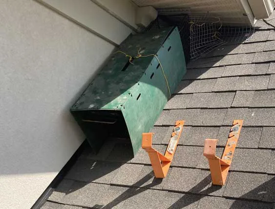 case study raccoon attic roof trap
