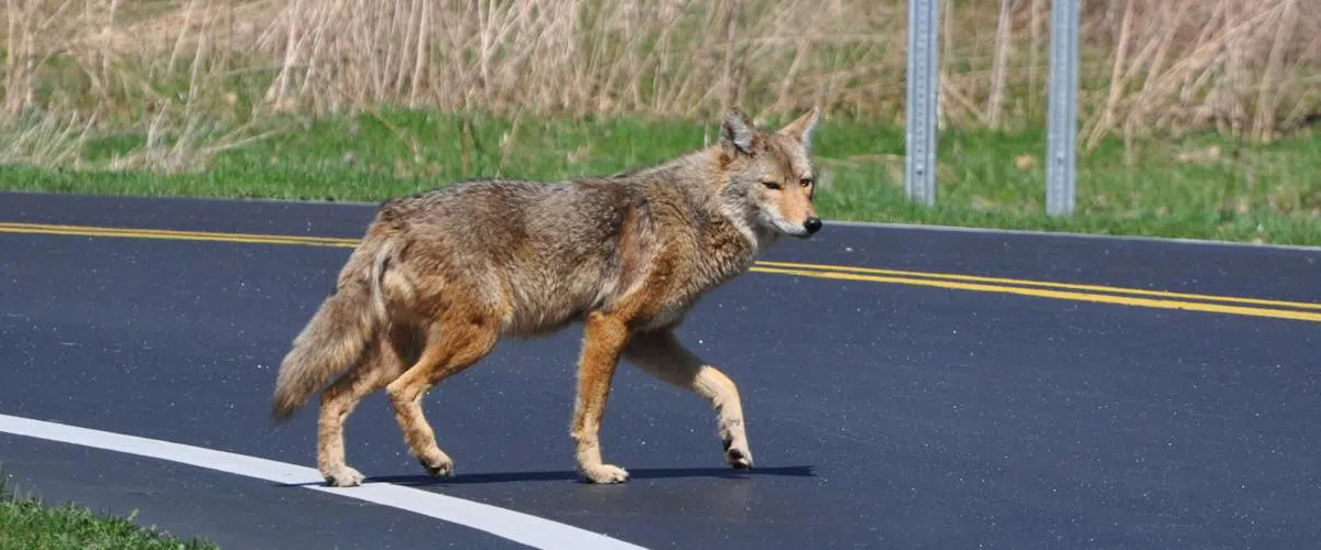 Coyote on asphalt road